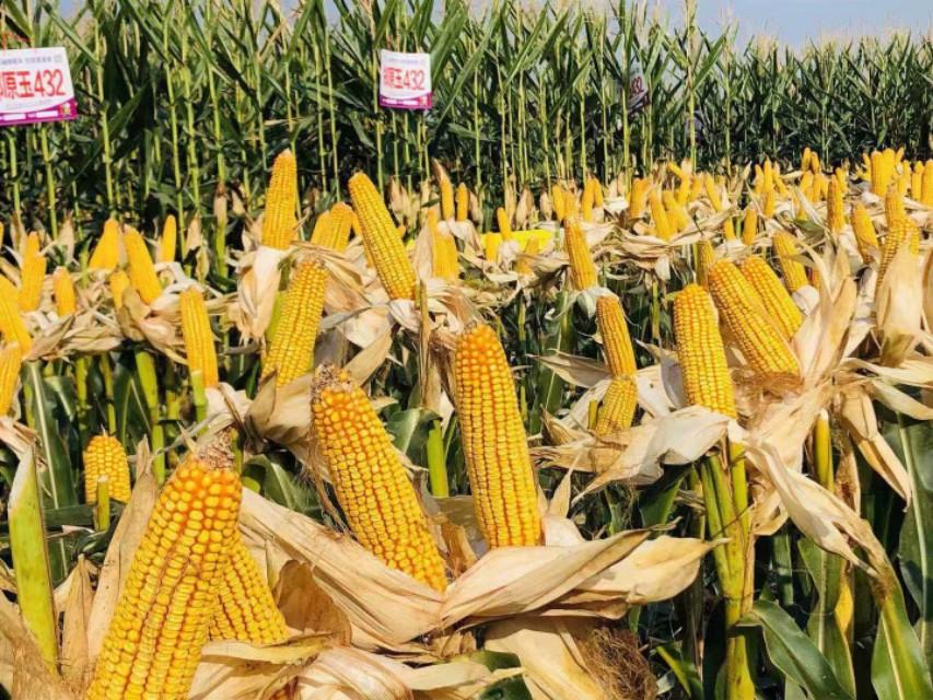 丝绸之路上的新疆，璀璨明珠之地